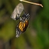 帝王蝴蝶的破茧成蝶的过程以及蝴蝶的近距离观赏