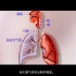 【生物科普视频】七下呼吸系统（加字幕重制）