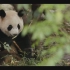 【丹麦 熊猫纪录片】滚滚来了-毛绒绒的外交官（3集全）
