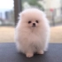 可爱的狗狗 韩国宠物狗剪毛记录 给狗狗做按摩 人不如狗