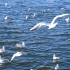 天津老码头，海鸥与日落