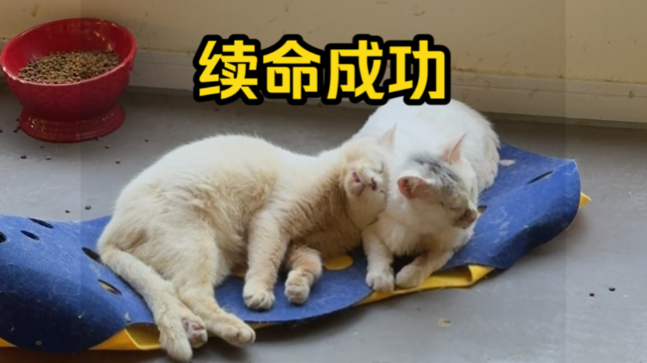 因为救猫破产的我们如何力挽狂澜！