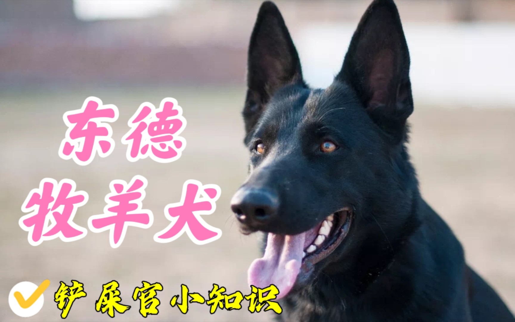 俄罗斯人培育出来的六边形战士犬种,东德牧羊犬了解一下