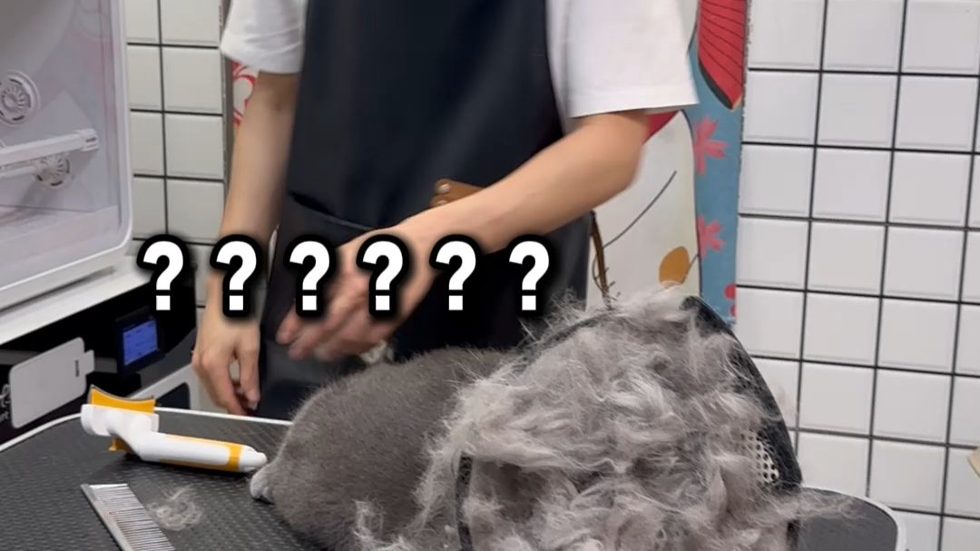 犟种蓝胖子洗护