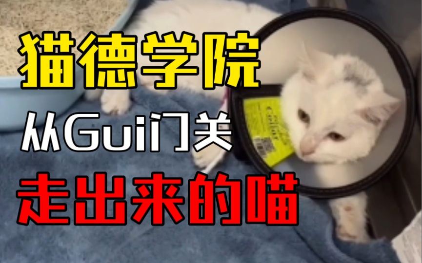 猫德学院从鬼门关里走出来的崽 猫德研究员小杨 猫德研究员小杨 哔哩哔哩视频 7871