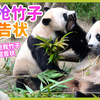 睿宝辉宝出现我们面前了直接变成粉丝见面会 爱宝乐园宝家族神奇的一天