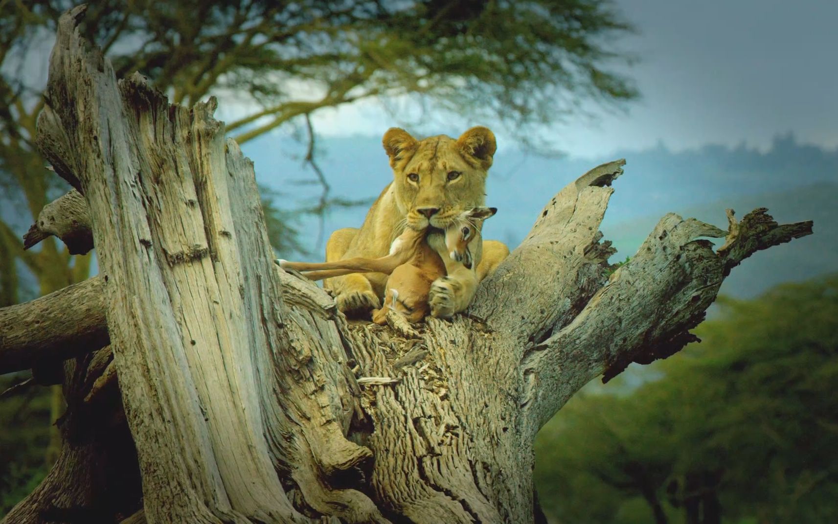 纪录片.肯尼亚野生动物日记.S01.2016[片头][高清][英字]