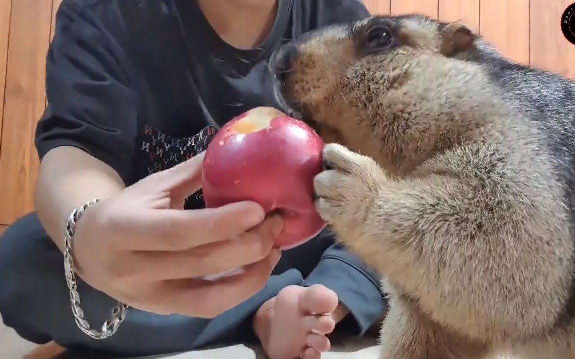 土拨鼠吃苹果