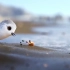 治愈系动画短片［鹬］，超萌超可爱的鹬鸟的故事