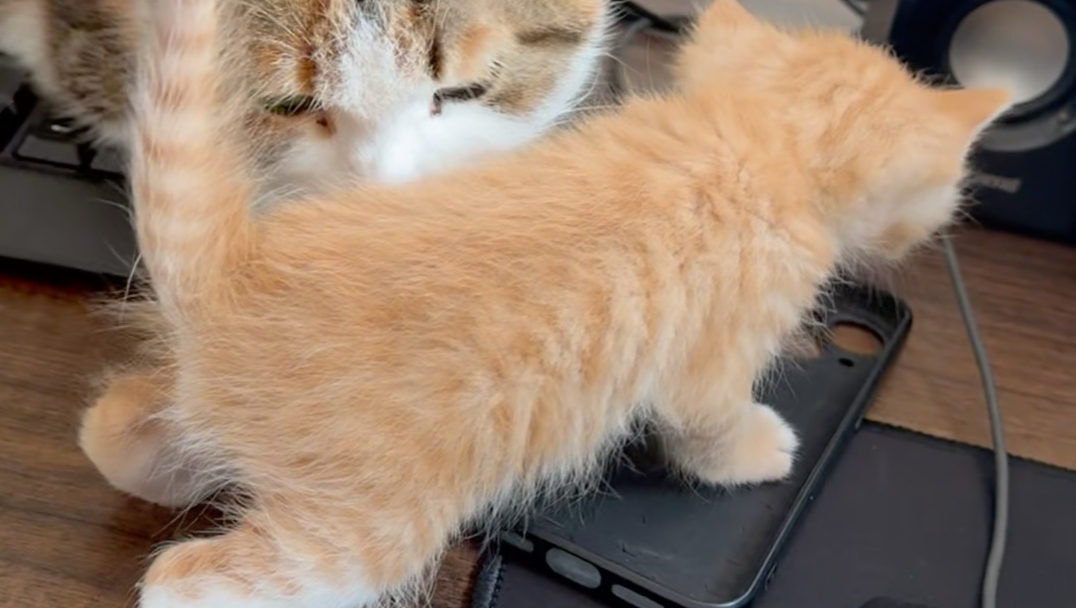 钓鱼捡到一只怀孕的猫咪，回家给我生了七只小猫崽