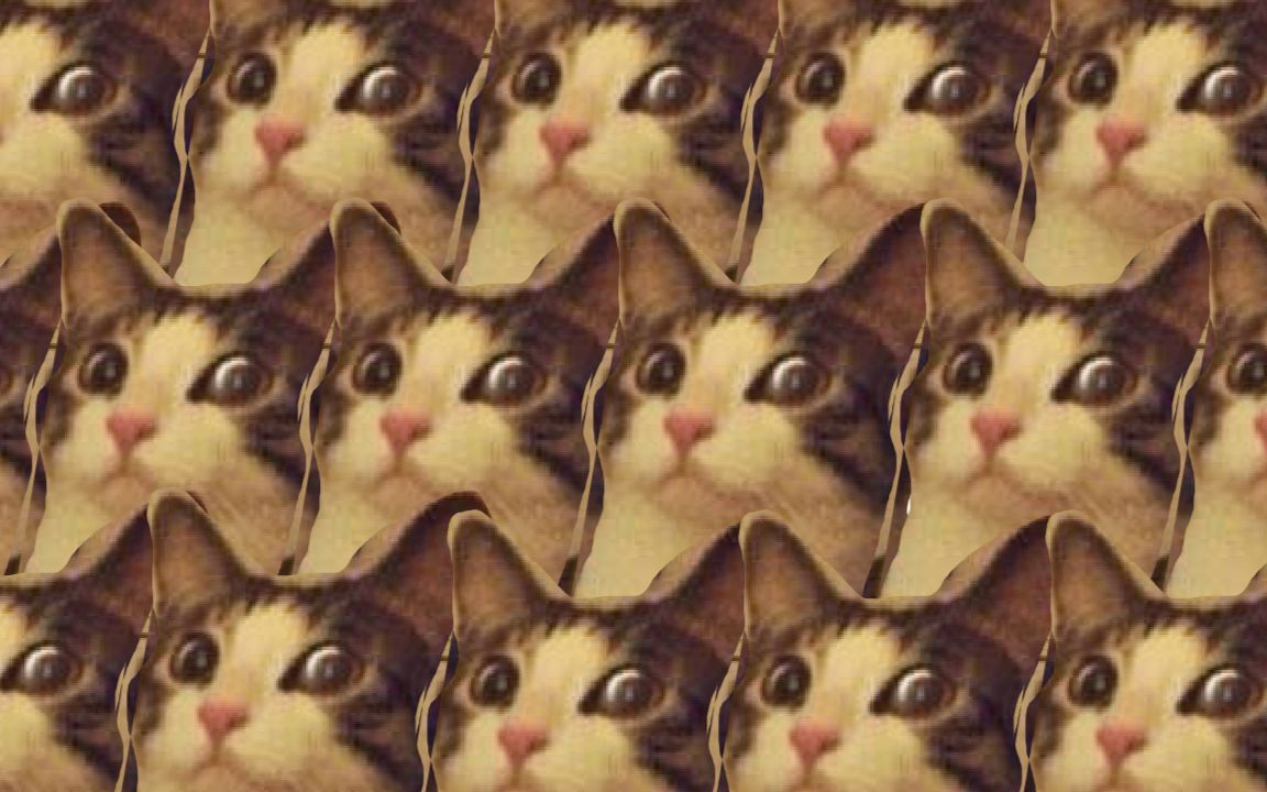 【猫片】猫吃蛋蛋(背景音乐精神污染)
