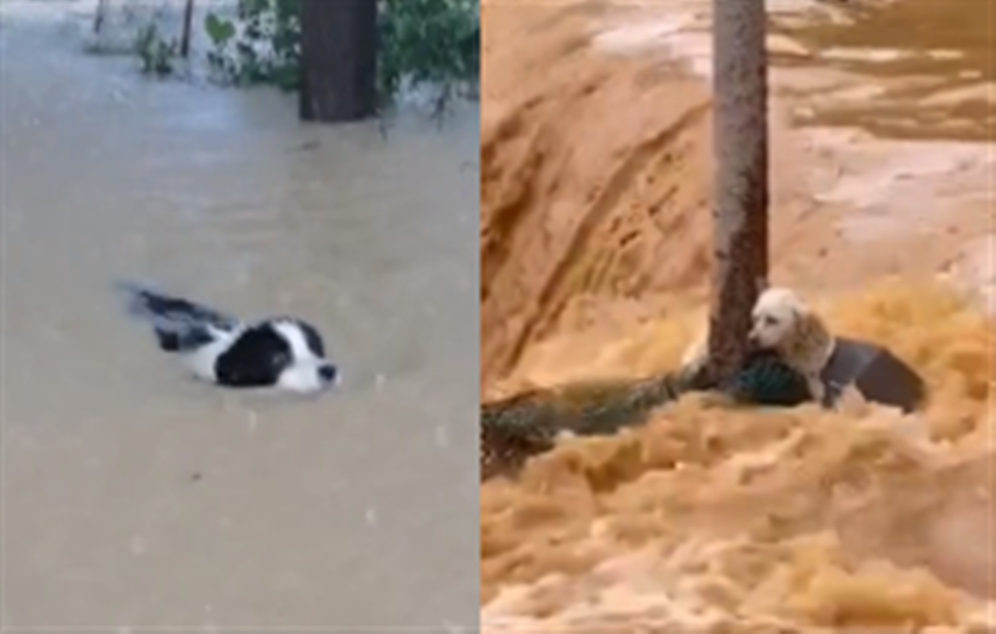 暴雨中的动物有多坚强：狗狗靠着树阻挡被冲走小刺猬抱树枝求生