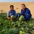 以后看“沙漠”只能去国外了，中国专家研制沙漠水，喷一喷变草原