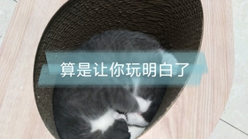 如何选择猫抓板 90008abd4c09f7fb25260db4d0139567fcda11f8.jpg@280w_158h_1c_100q.jpg