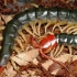 【雨林蝎】【少棘蜈蚣】的日常，饭来张口的慵懒蜈蚣