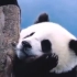 喜欢挂在树上的熊猫宝宝四海，怡然自得，悠哉乐哉。