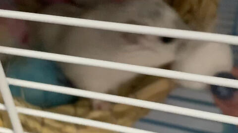 啥时候种棉花合适 900d3372bd9cd80d6d7a35e80d3271e15fbf4ce3.jpg@480w_270h_1c