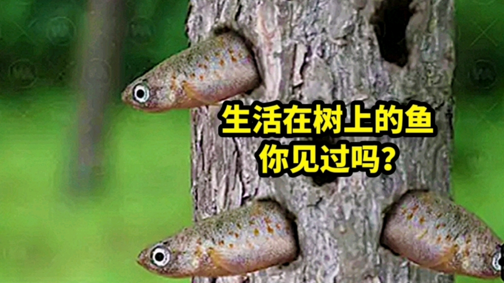 生活在树上的鱼，你见过吗？