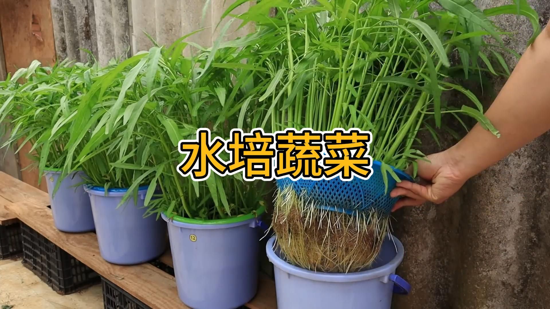 水培蔬菜的方法
