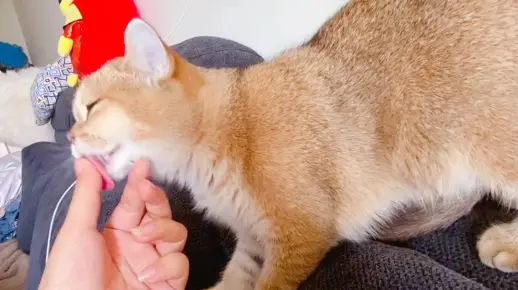 猫咪在舔你的时候被抓住舌头是什么反应？