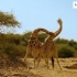 长颈鹿打架视频，它们超级遵守规则。但是看得我真心疼！
