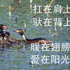 两只小凤头鸊鷉的幸福生活