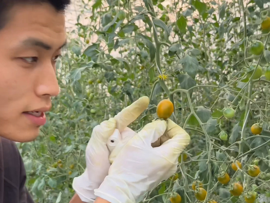 比蜜瓜还甜的番茄，16个糖！表情扭曲！