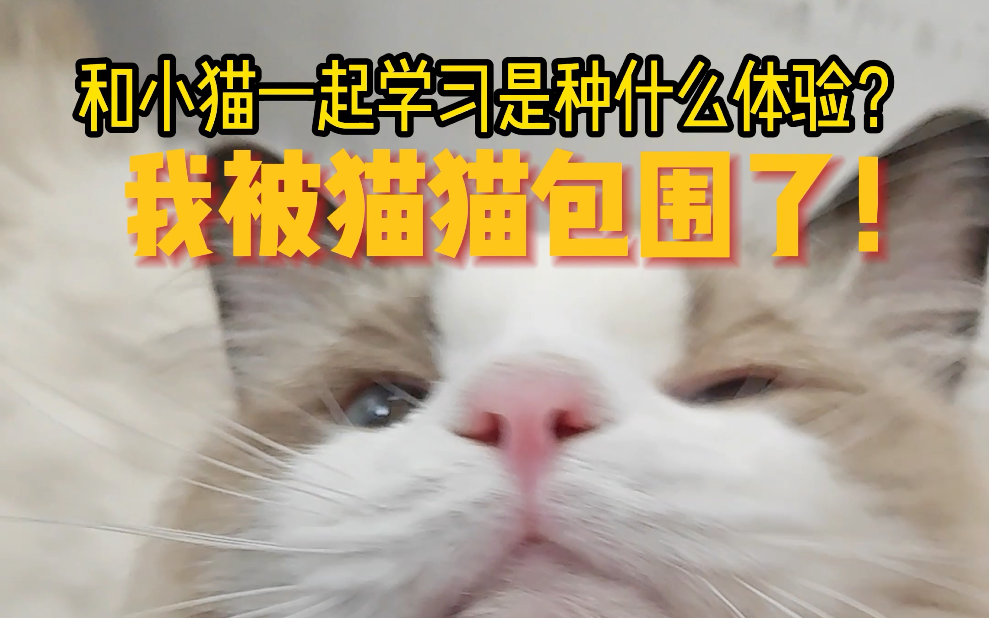 我被猫猫包围了!和小猫一起学习是一种怎样的体验?哔哩哔哩bilibili