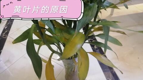 富贵竹几个月都没生根 90953538fcd5f68f3b6e6eccc207227dd36a67c2.jpg@480w_270h_1c