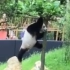 旅居荷兰大熊猫-星雅