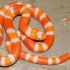 洪都拉斯奶蛇
