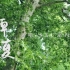 「四时·东南」MV——庆祝东南大学建校120周年原创合唱套曲