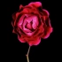 f728 鲜艳红色玫瑰花月季花盛开绽放到枯萎凋零延时摄影大屏幕舞台LED动态视频素材 PR素材 AE素材