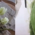 布料制作的白鹦鹉郁金香 烫花