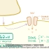 翻译 【Osmosis】 生理学-神经元动作电位Neuron action potential - physiology