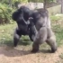 动物打架的高能场面：银背大猩猩战斗力简直爆表