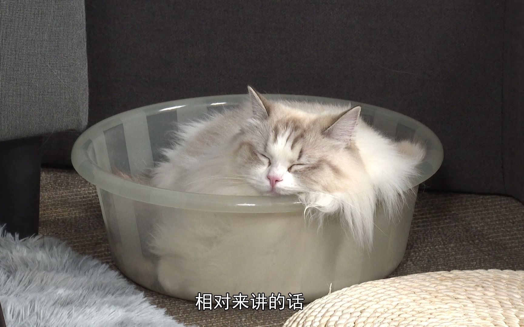 【宠物医院3】看点7-7：给小猫咪洗澡有什么要注意的？