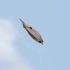 极速爆头！“空中轰炸机”游隼接连击落鹈鹕，真正的空中猛禽！
