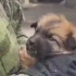 乌克兰局势:车臣看了给狗扇巴掌的热评后开始喂小猫小狗