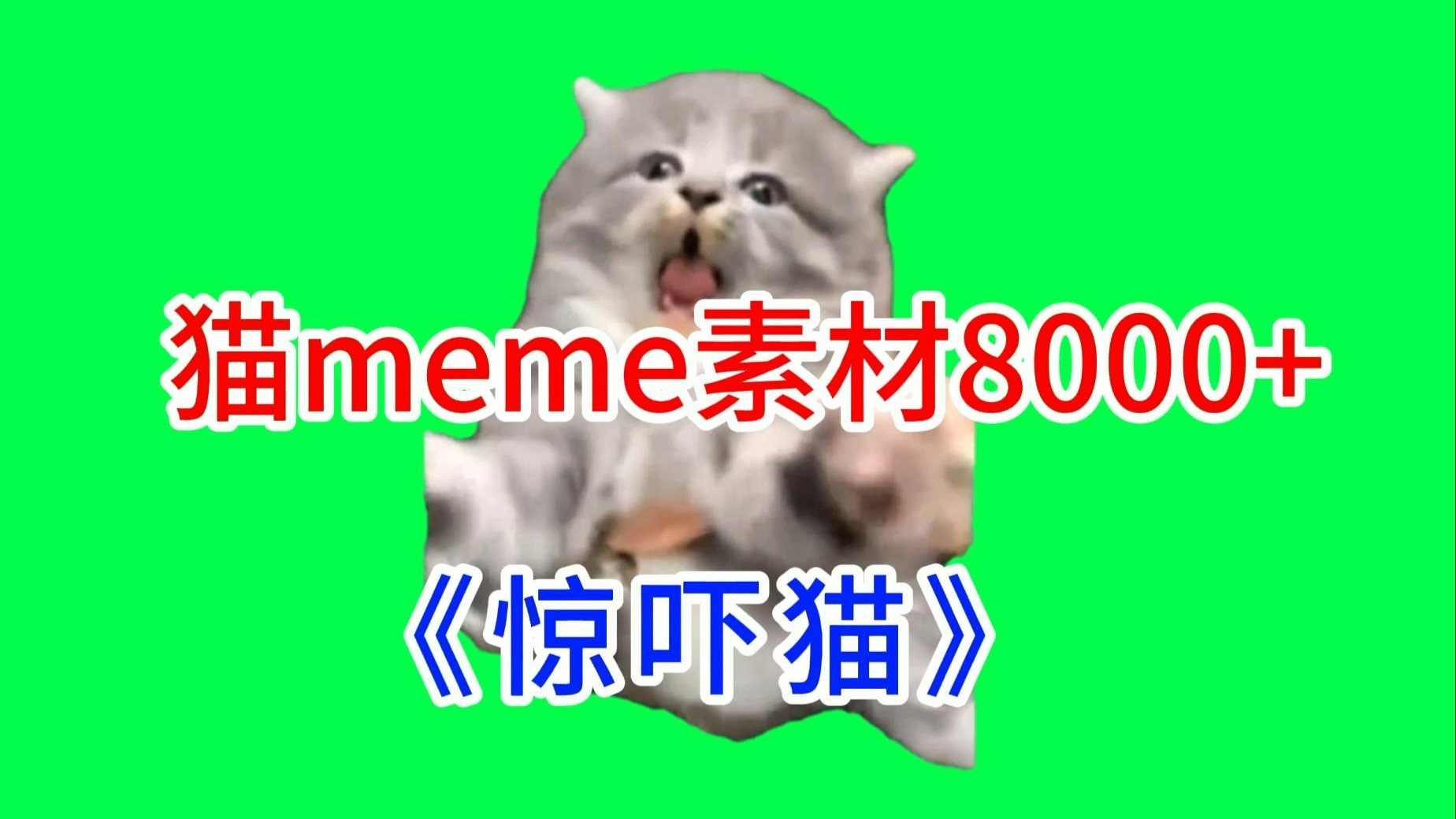 【惊吓猫！】猫meme绿幕素材完整分享～，猫meme素材整合分享，合集分享！