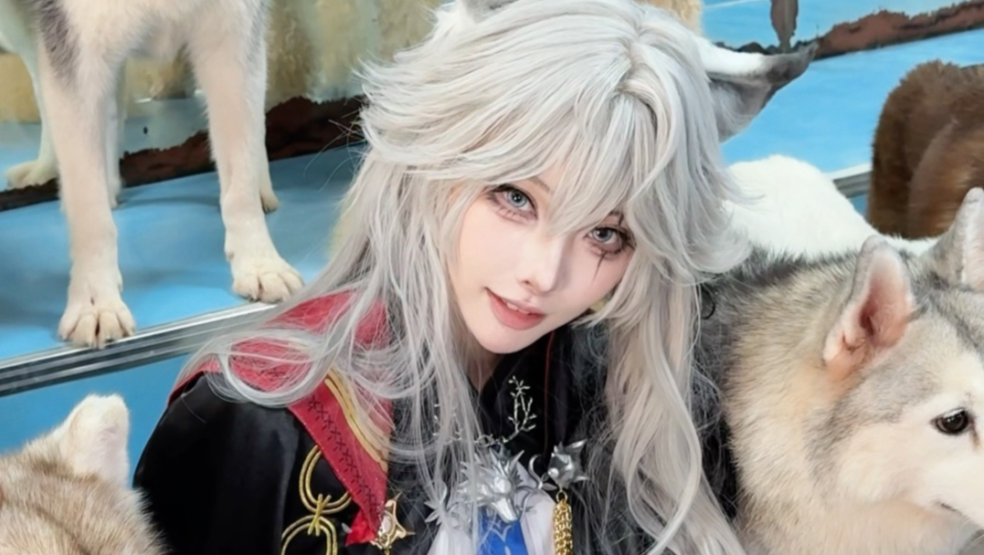 拍不了真狼群只能来……