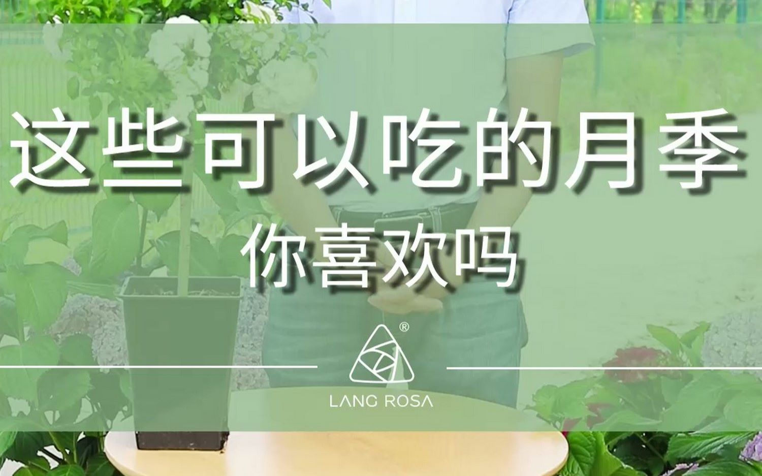 这些可以吃的月季 你喜欢吗