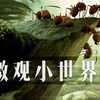 儿童《微观小世界》全四季＋大，带孩子踏上认知世界之旅