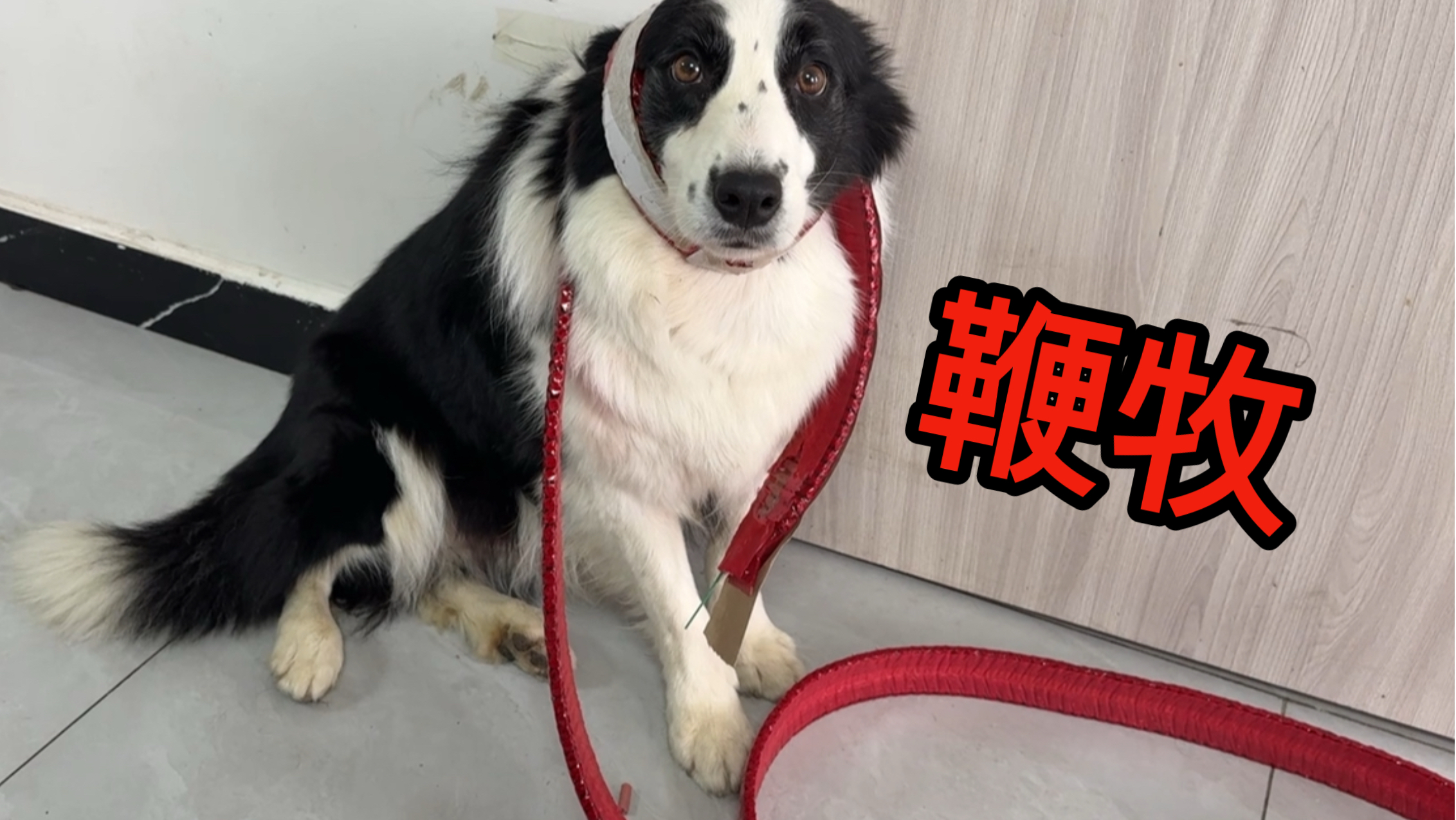 同样是和狗放烟花，边牧是边牧，狗是狗！