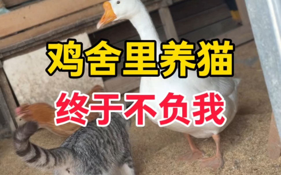 狸奴终于立功了，鸡舍养猫的好处。