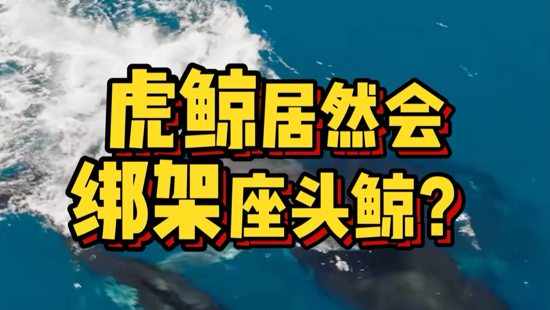五年前还在打群架的虎鲸，居然学会绑架了？？