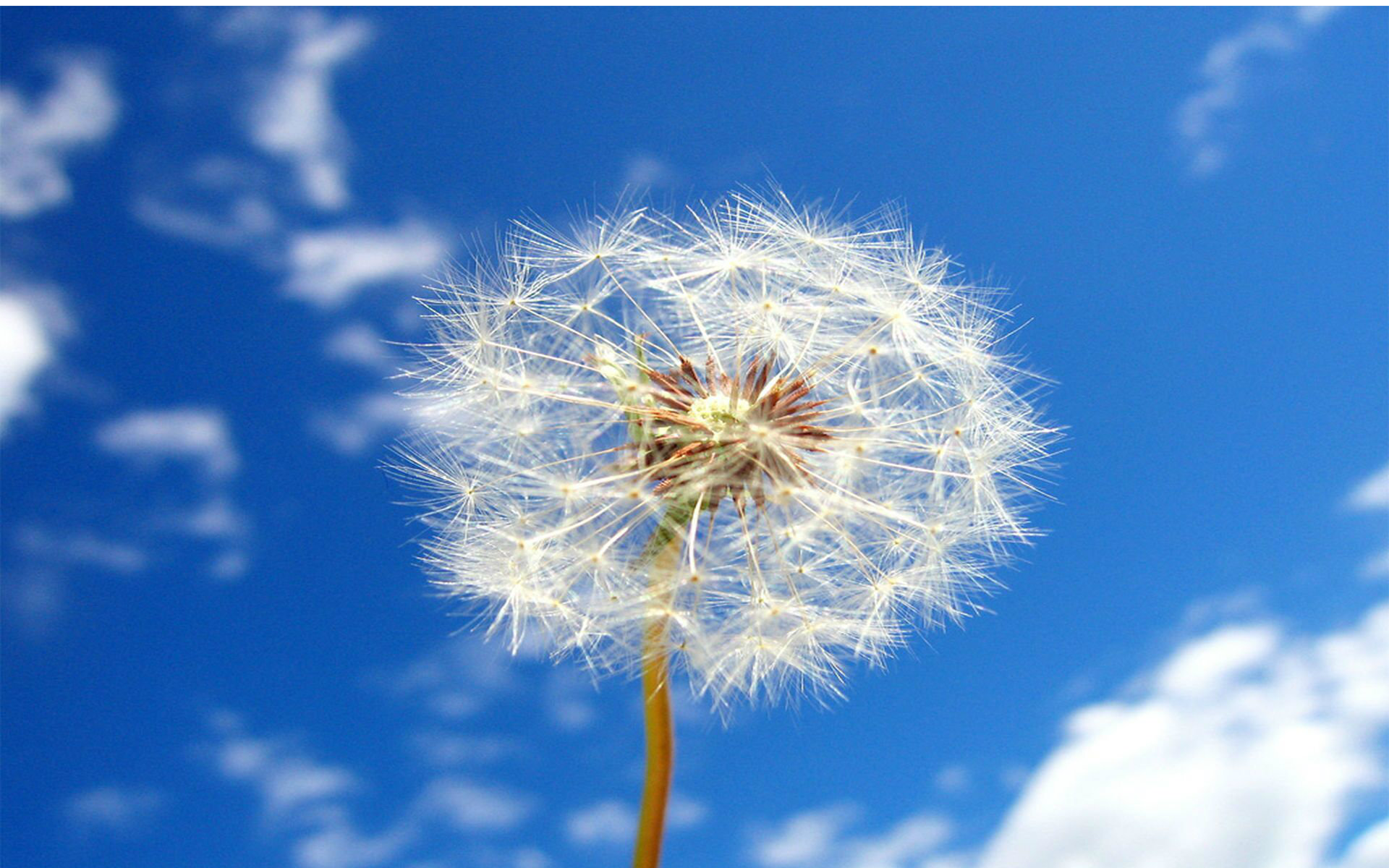 【刘茜】梦的翅膀受了伤_翻唱_音乐_bilibili_哔