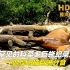 高清原声纪录片，罕见的科莫多巨蜥纪录片，一匹悍马被巨蜥群分食