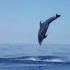 意大利渔民解救小海豚 海豚妈妈不停跃出海面似道谢