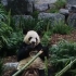 熊猫大毛在加拿大卡尔加里动物园日常